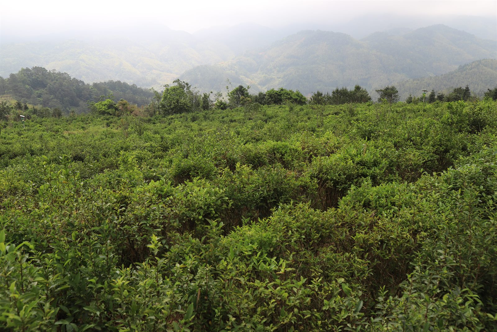 高山茶为什么受欢迎:把产地故事讲得有分寸